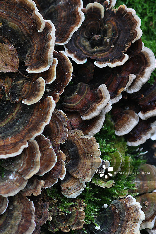 灌木丛中的树鸡尾巴图片素材