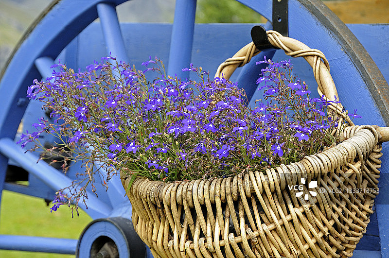 蓝色阿尔卑斯山，悬挂在车轮上的花篮图片素材