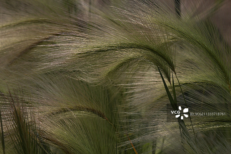 花园里的大麦狗尾草穗图片素材