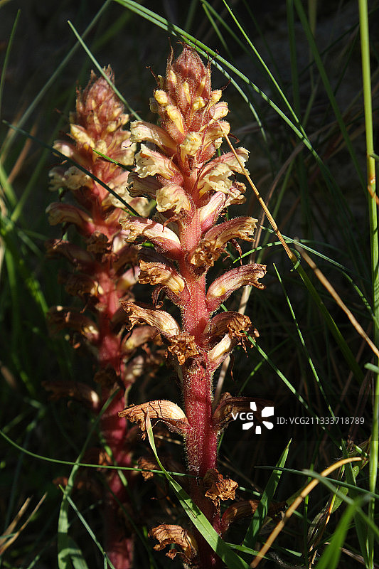 法国布列塔尼的列当图片素材