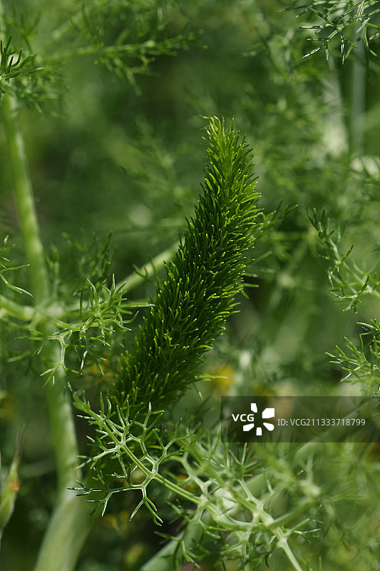花园里的茴香嫩叶图片素材