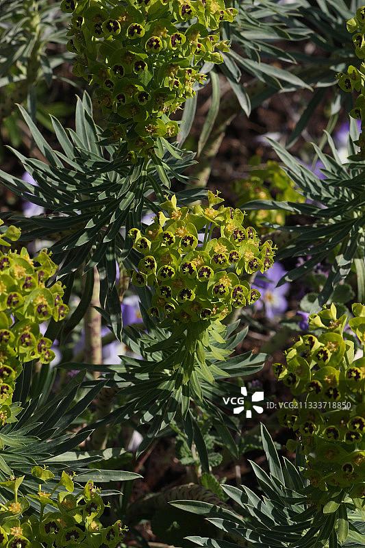 花园里盛开的大戟花图片素材
