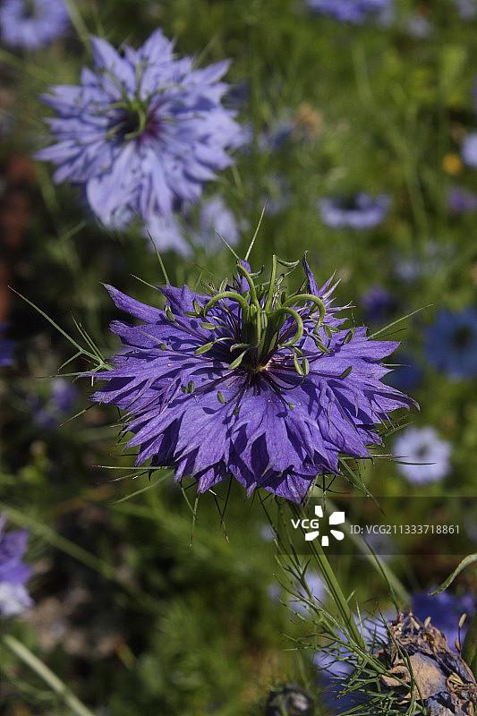 花园灌木丛中的恶魔图片素材