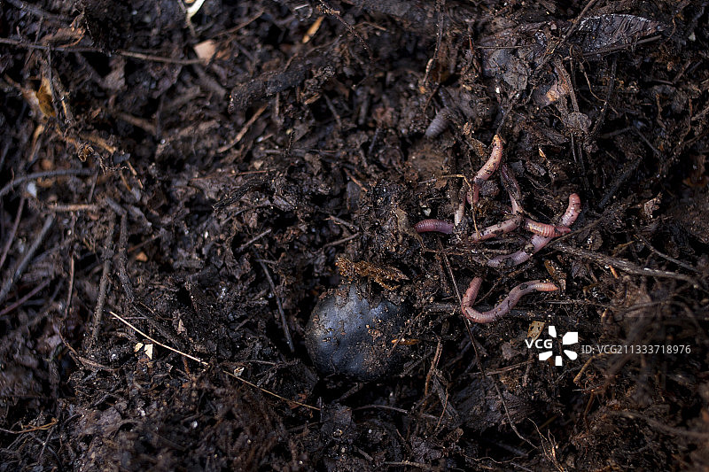 让-雅克·法斯克尔建立了堆肥场：公寓楼的学校花园，志愿者/居民将他们的堆肥放在那里。让-雅克3年前专门研究城市堆肥，因为他是原材料方面的培训师，所以他在这个领域声名鹊起图片素材