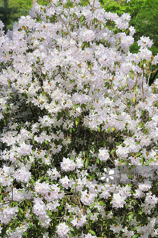 云南花园盛开的杜鹃花图片素材