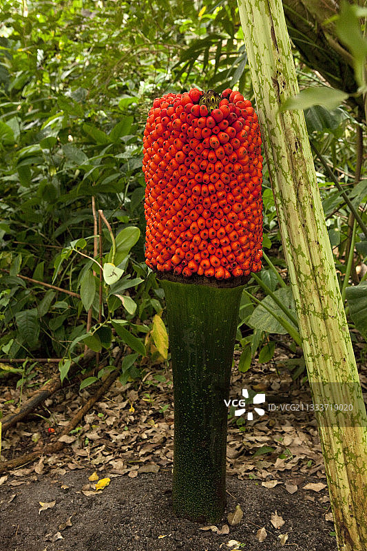 英国康沃尔伊甸园项目的巨花魔芋果实图片素材