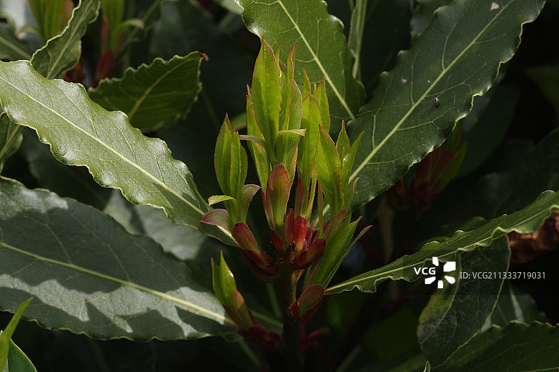 法国阿摩尔滨海省春天甜月桂芽图片素材