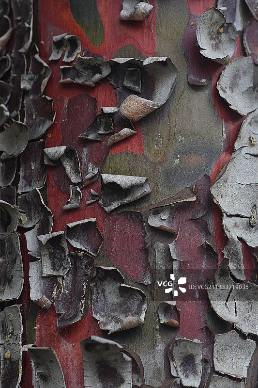 法国埃松省花园中的蒙特利柏树皮图片素材