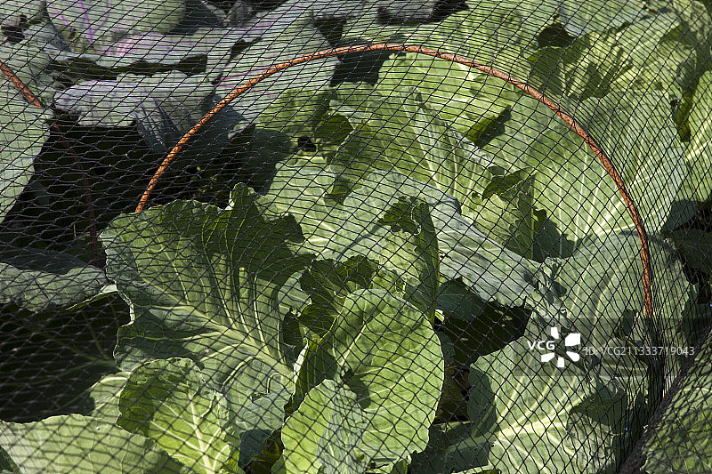 菜园中覆盖卷心菜的防护网图片素材