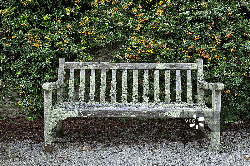 覆盖着地衣和火棘的长椅图片素材