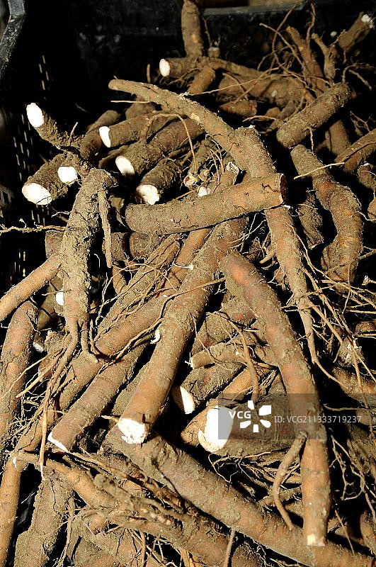 准备种植的牡丹树根和根茎附近图片素材