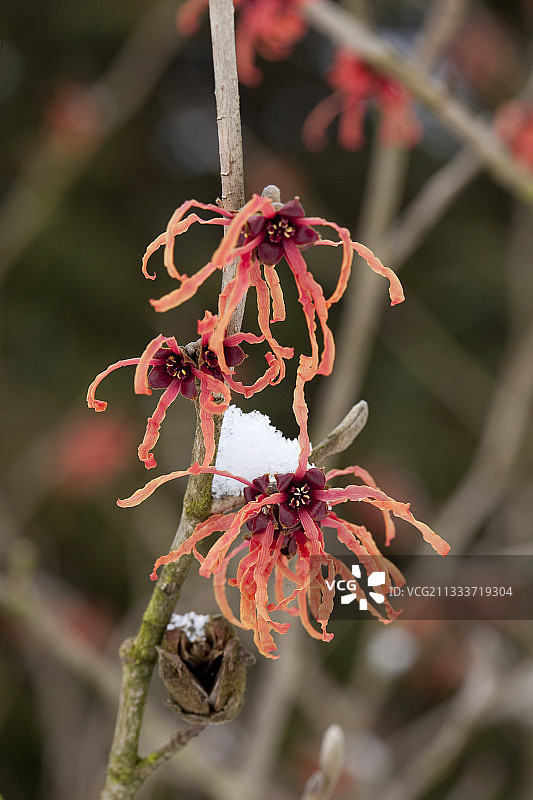 雪地中盛开的‘Feuerzauber’金缕梅图片素材