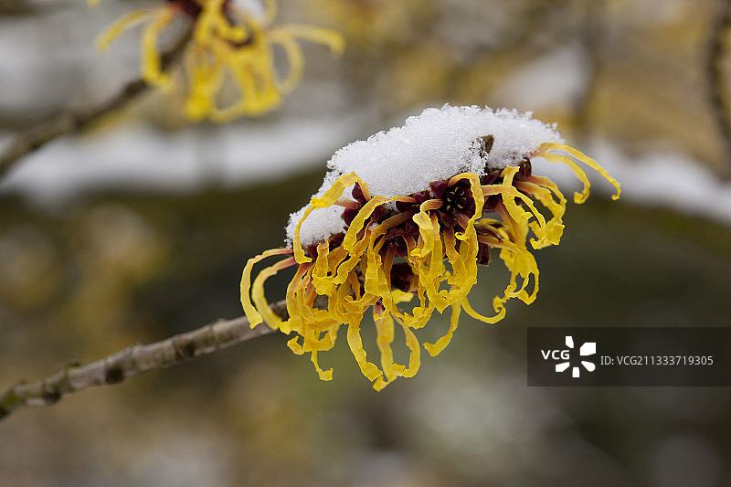 雪中盛开的金缕梅“Luna”图片素材