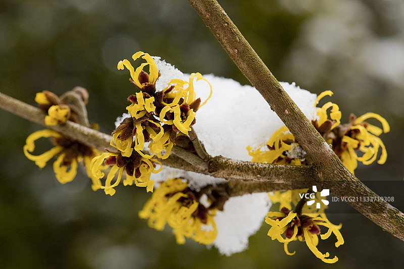 雪中盛开的‘西斯特德’金缕梅图片素材
