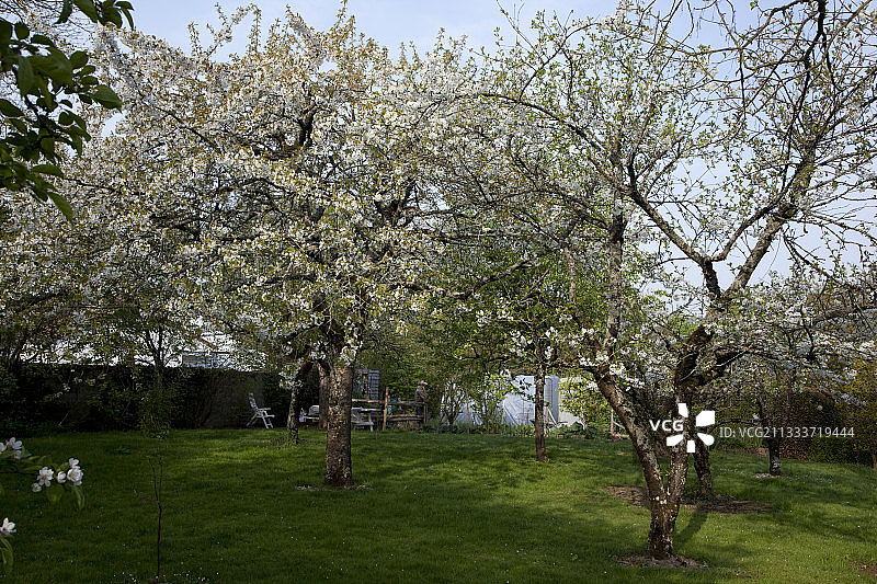 花园里开花的李树和苹果树图片素材