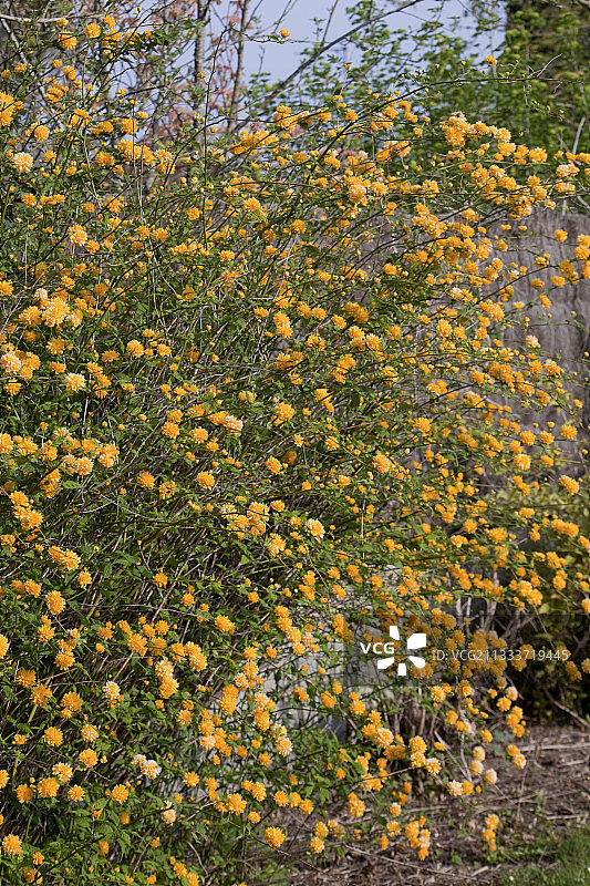 花园中盛开的日本重瓣玫瑰图片素材