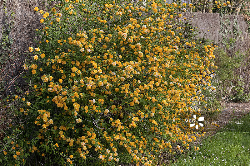 花园中盛开的日本重瓣玫瑰图片素材