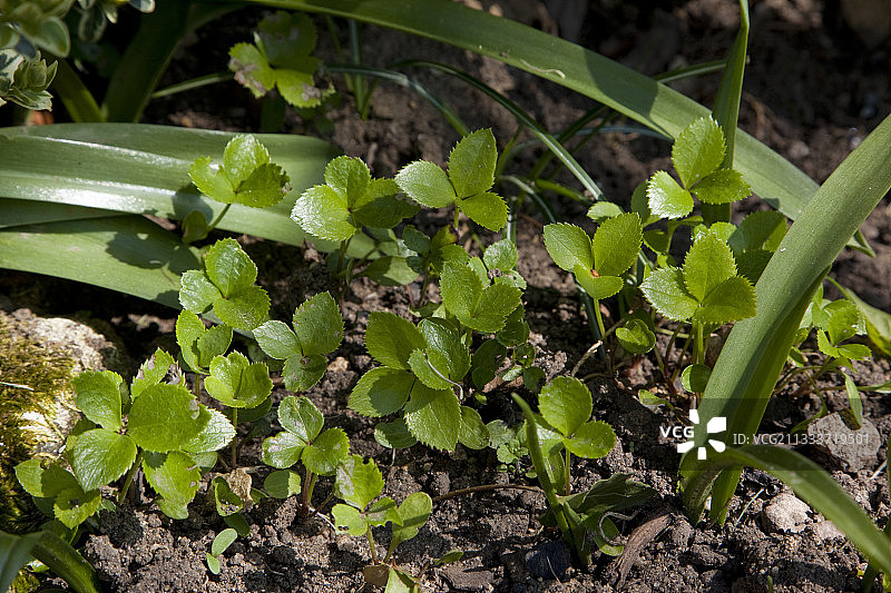 花园里铁筷子的自生苗图片素材