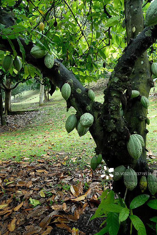 结果的可可树图片素材