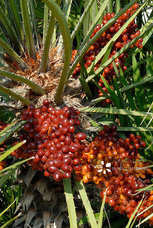 花园中结果实的欧洲扇叶棕榈图片素材