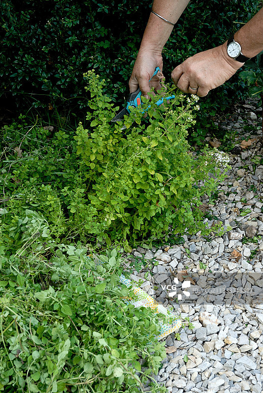 花园里收获的牛至图片素材