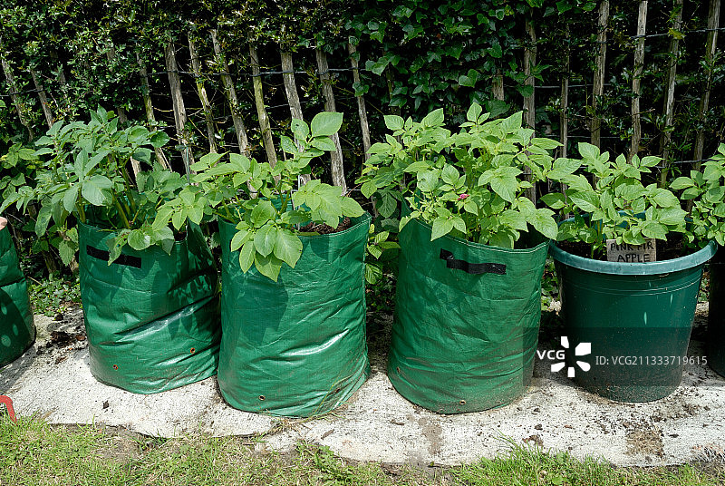 袋子和盆栽中生长的土豆图片素材