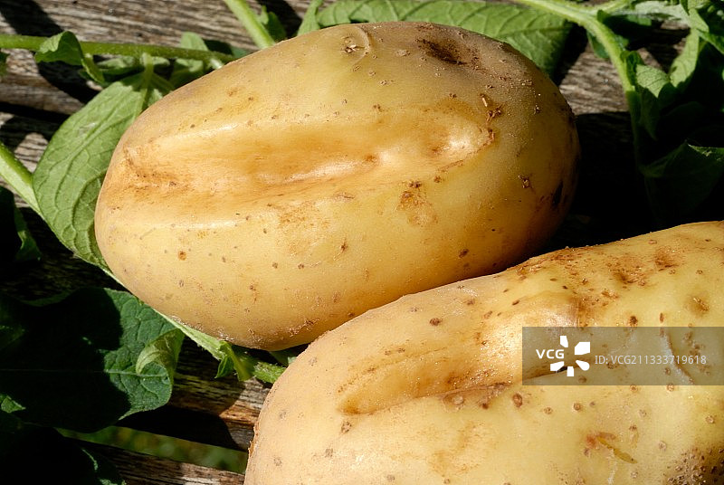 因浇水不均导致损坏的马铃薯图片素材