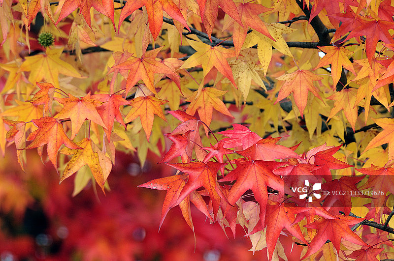 法国弗朗什-孔泰秋季枫叶图片素材
