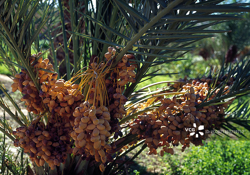 花园里结果的椰枣树图片素材