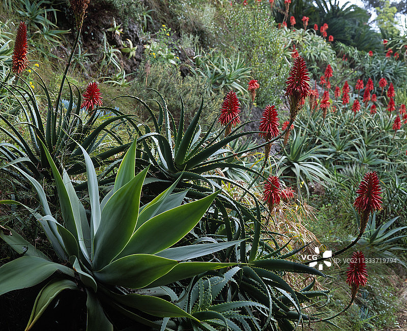 花园中开花的龙舌兰和芦荟图片素材