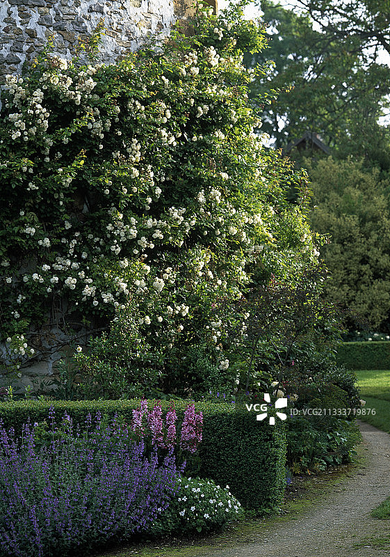 花园中盛开的四月雪月季图片素材