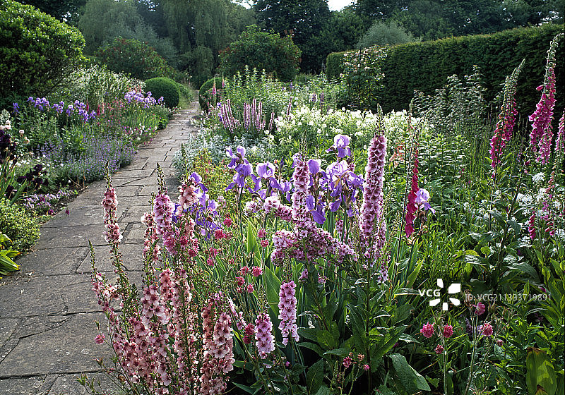 花园小路旁盛开的混合花境图片素材