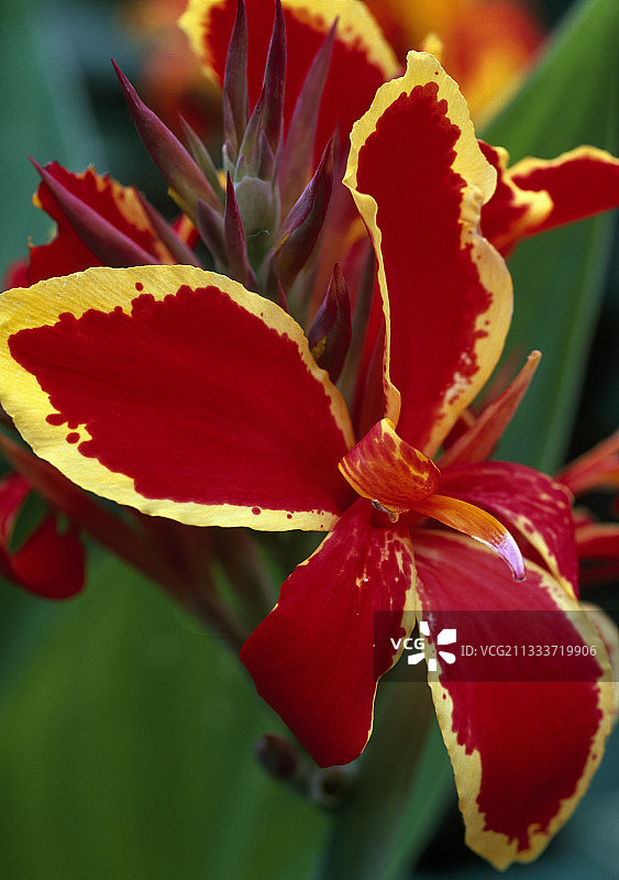 花园中盛开的美人蕉图片素材