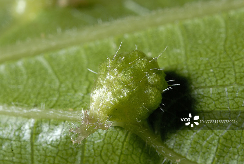 巴西葡萄叶上的根瘤蚜瘿图片素材