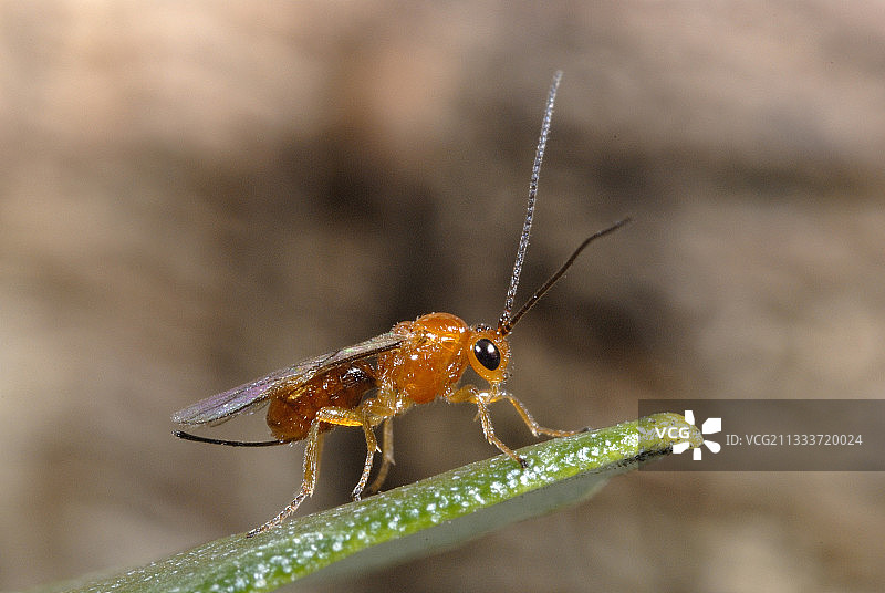 用于对抗橄榄果蝇的寄生蜂图片素材