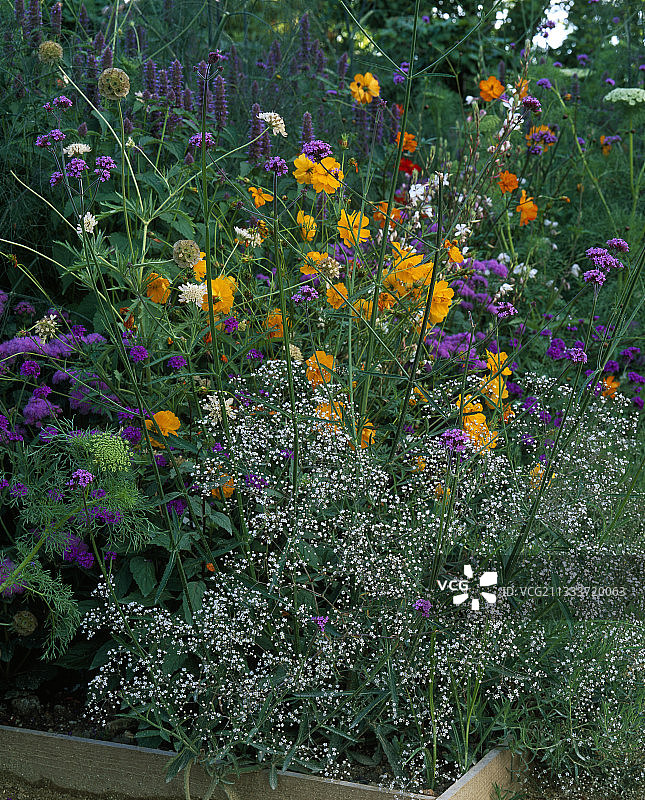 花园中盛开的鲜花图片素材