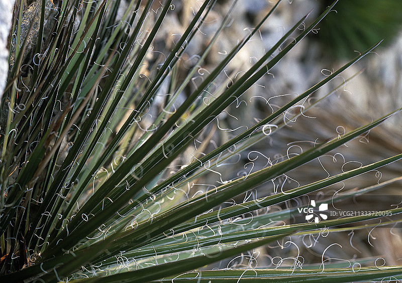 花园中的龙舌兰叶图片素材