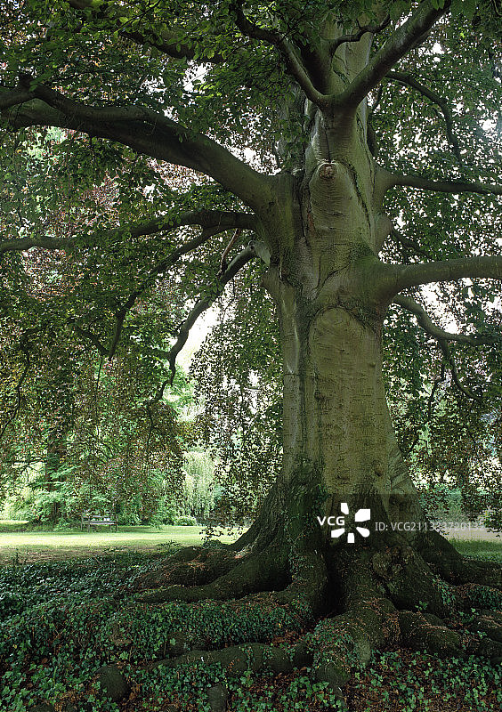 花园里的紫叶山毛榉图片素材
