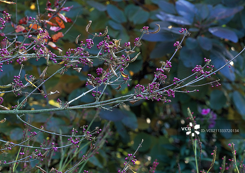 花园里的紫珠果实图片素材