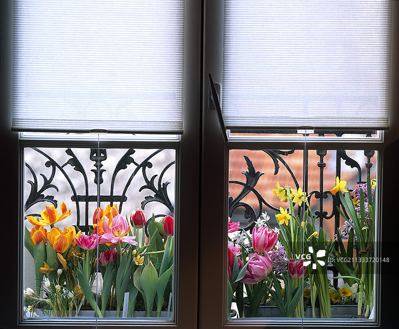 窗台上的盛开球茎植物图片素材