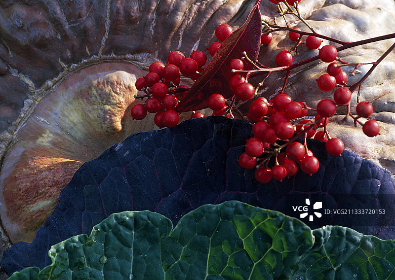 “基奥贾滨海”南瓜和红叶石楠在花园里图片素材