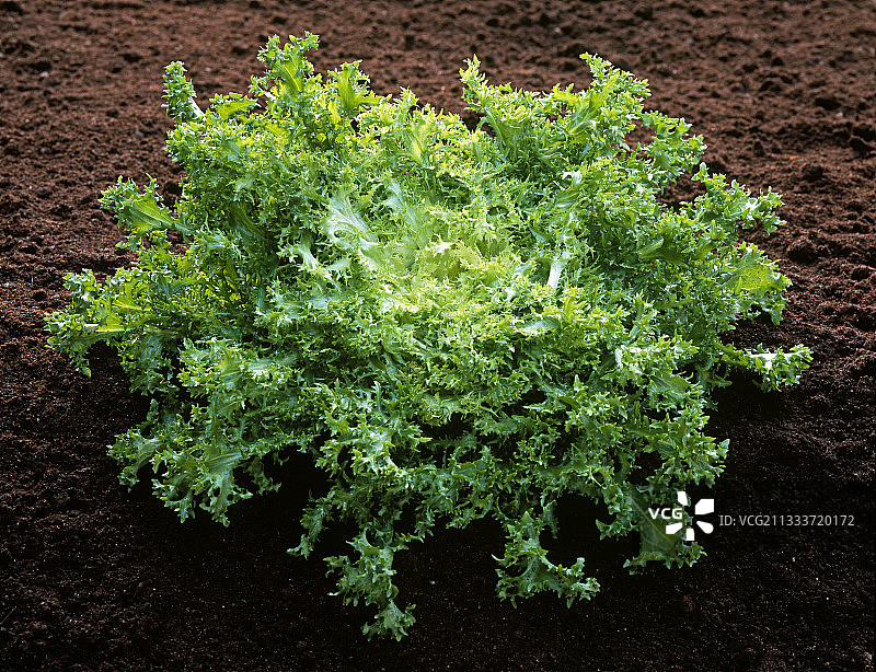 厨房花园里的皱叶菊苣图片素材