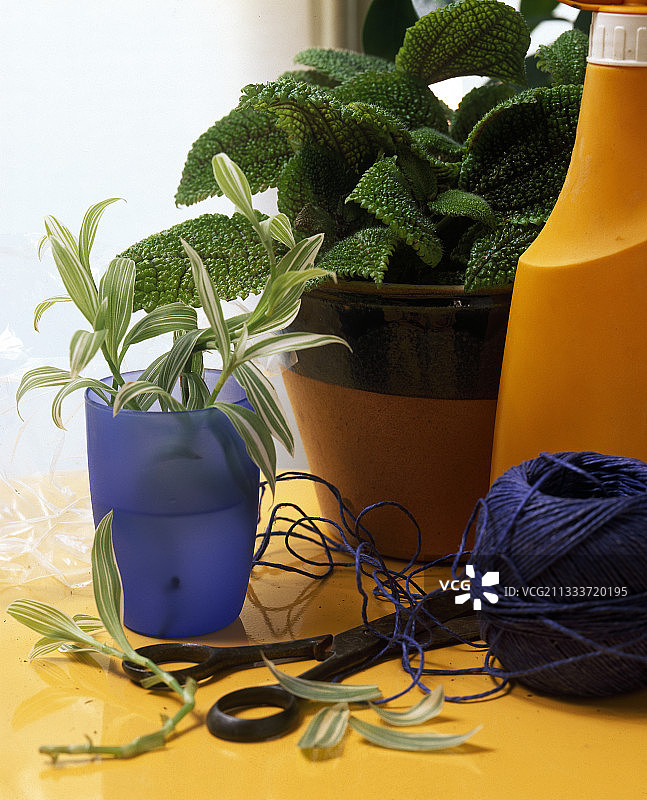 紫鸭跖草插条图片素材