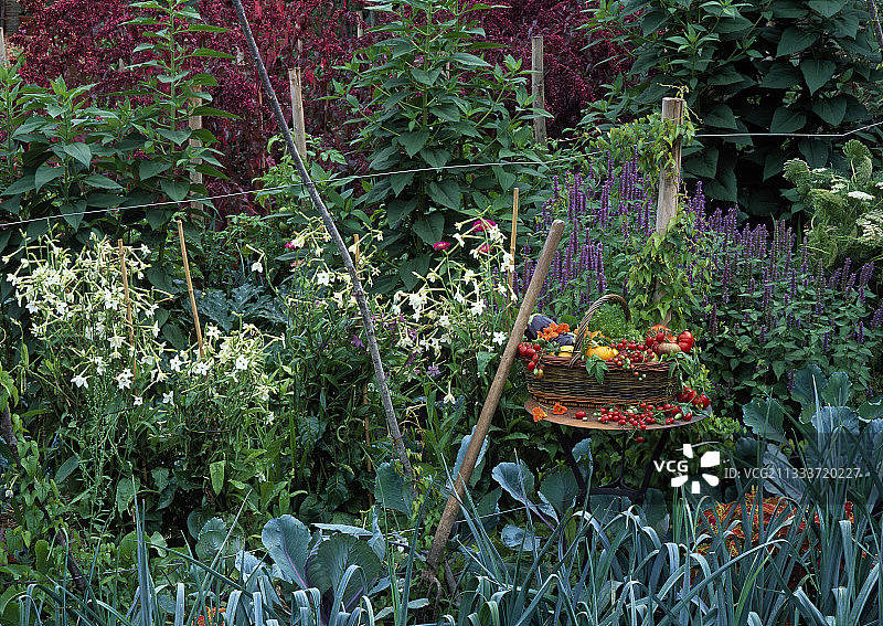 厨房花园中盛开的烟草图片素材