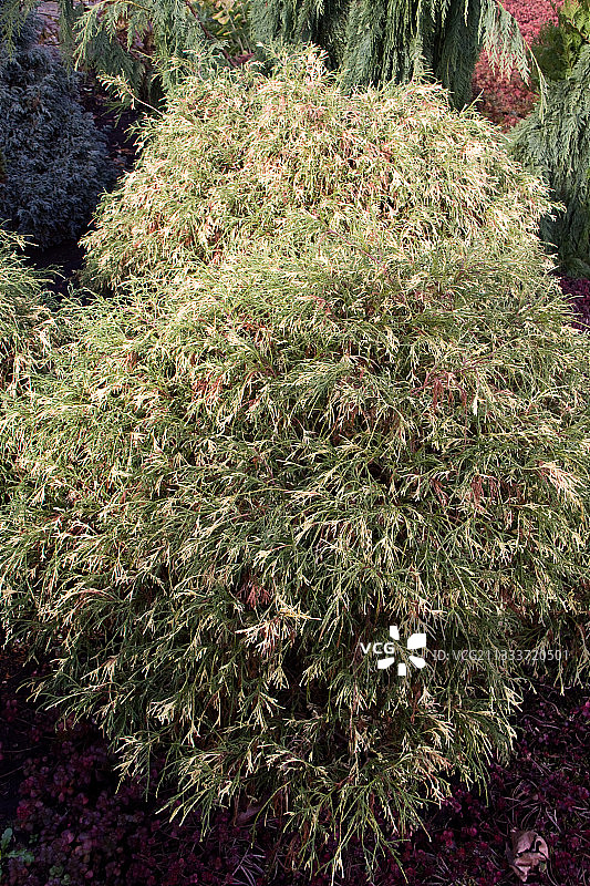 花园中的金丝桧图片素材