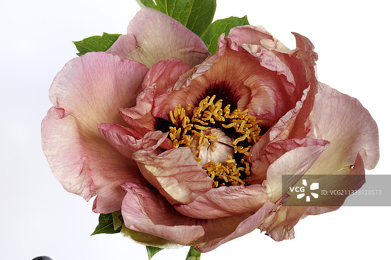 纳索斯·达夫尼斯作品，美国，1980年图片素材