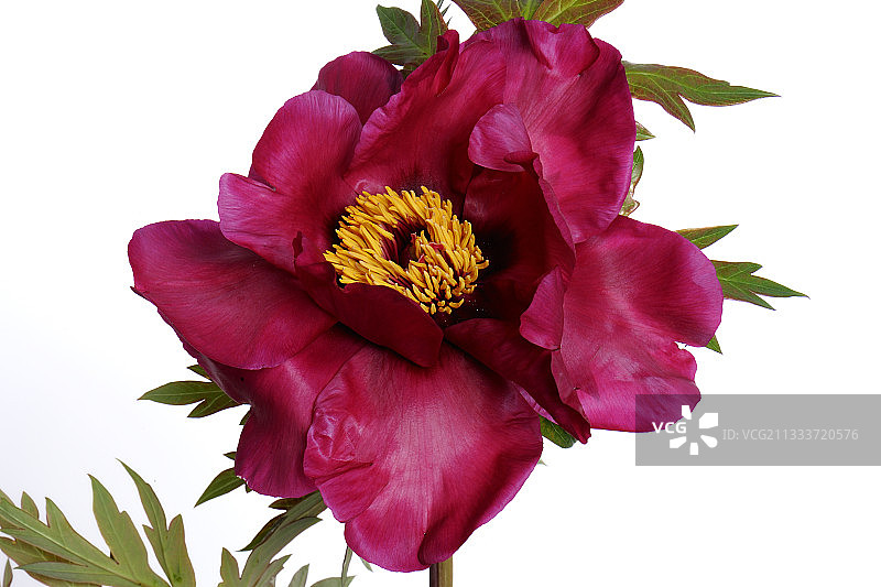 1950年威廉·桑德斯照片，美国图片素材