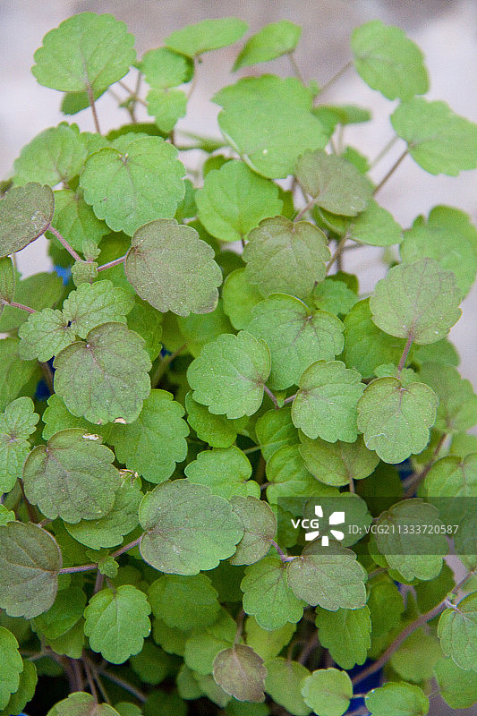 花园中的阿齐纳豆瓣菜图片素材