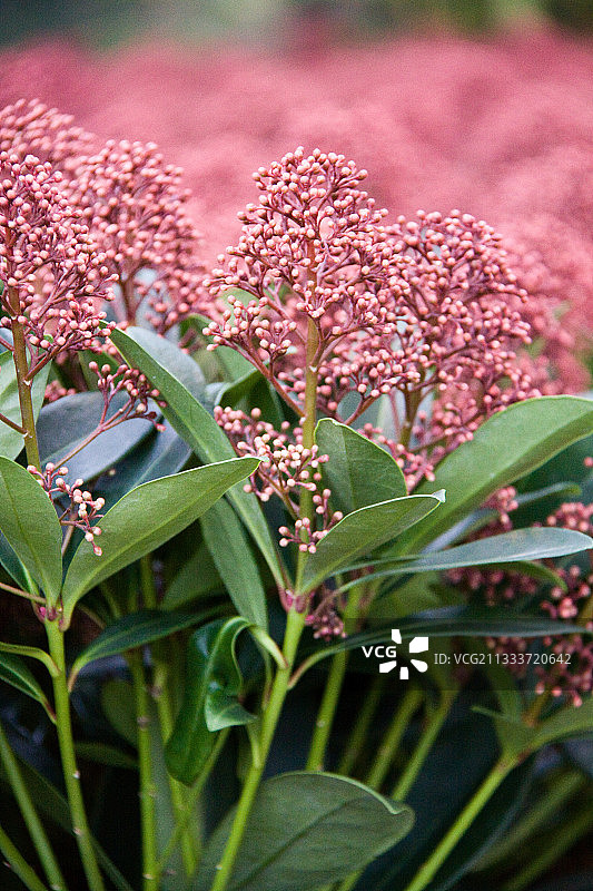 红边 স্কিমিয়া 花园花蕾图片素材