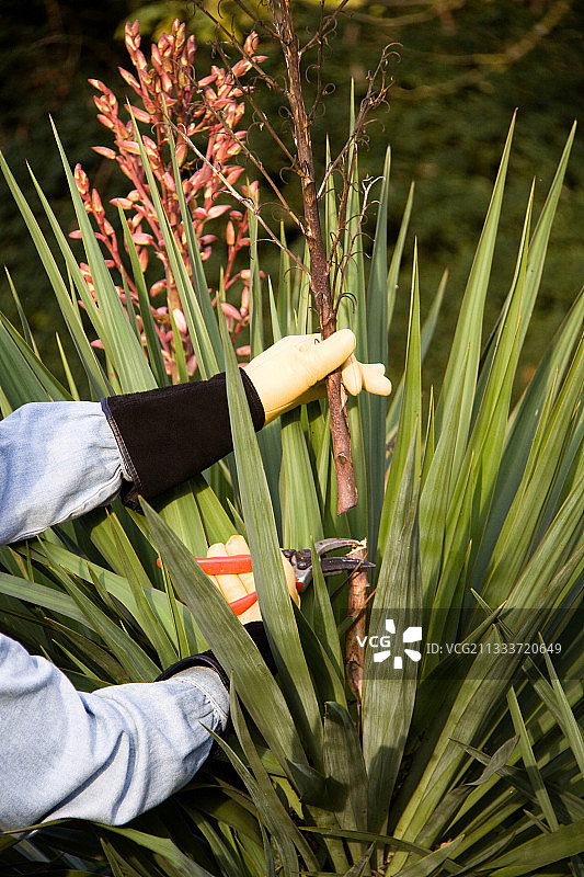 女人在花园里修剪丝兰的枯萎花朵图片素材